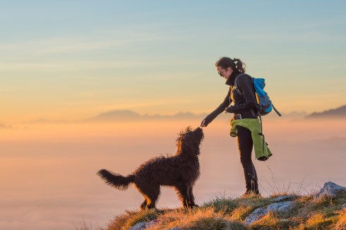Dog Training with Distractions