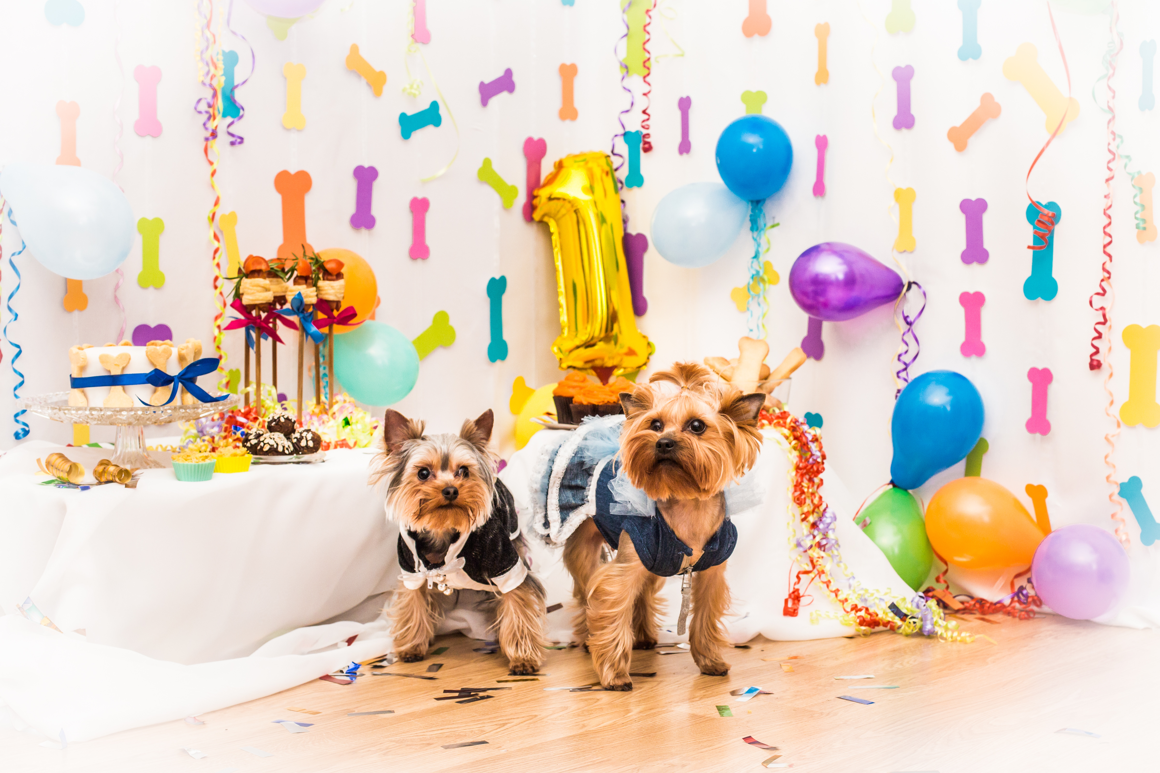 How to Celebrate Your Dog’s Birthday – The Dog House Style