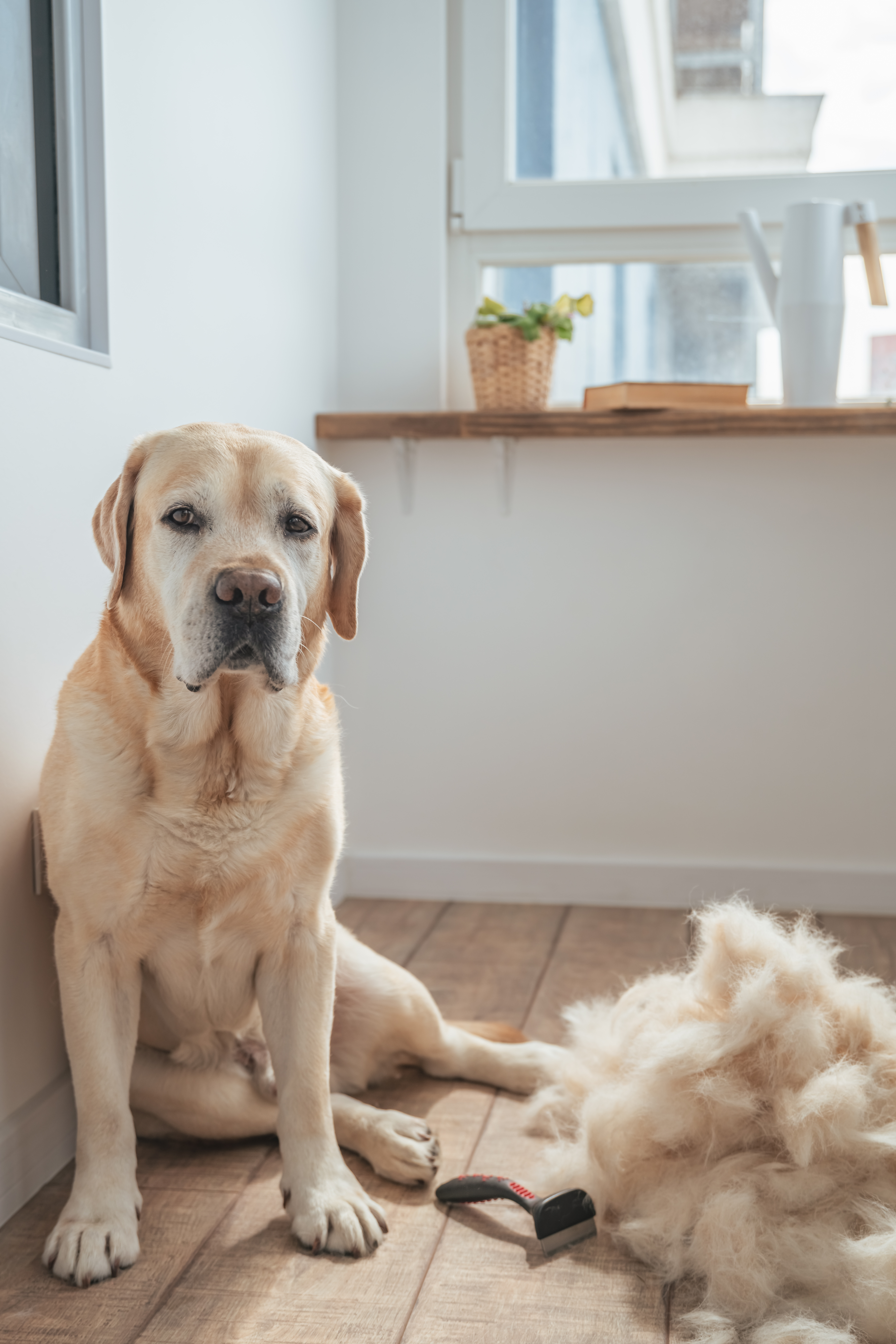 Spring Cleaning for Pets: Fur, Funk, and Fresh Starts