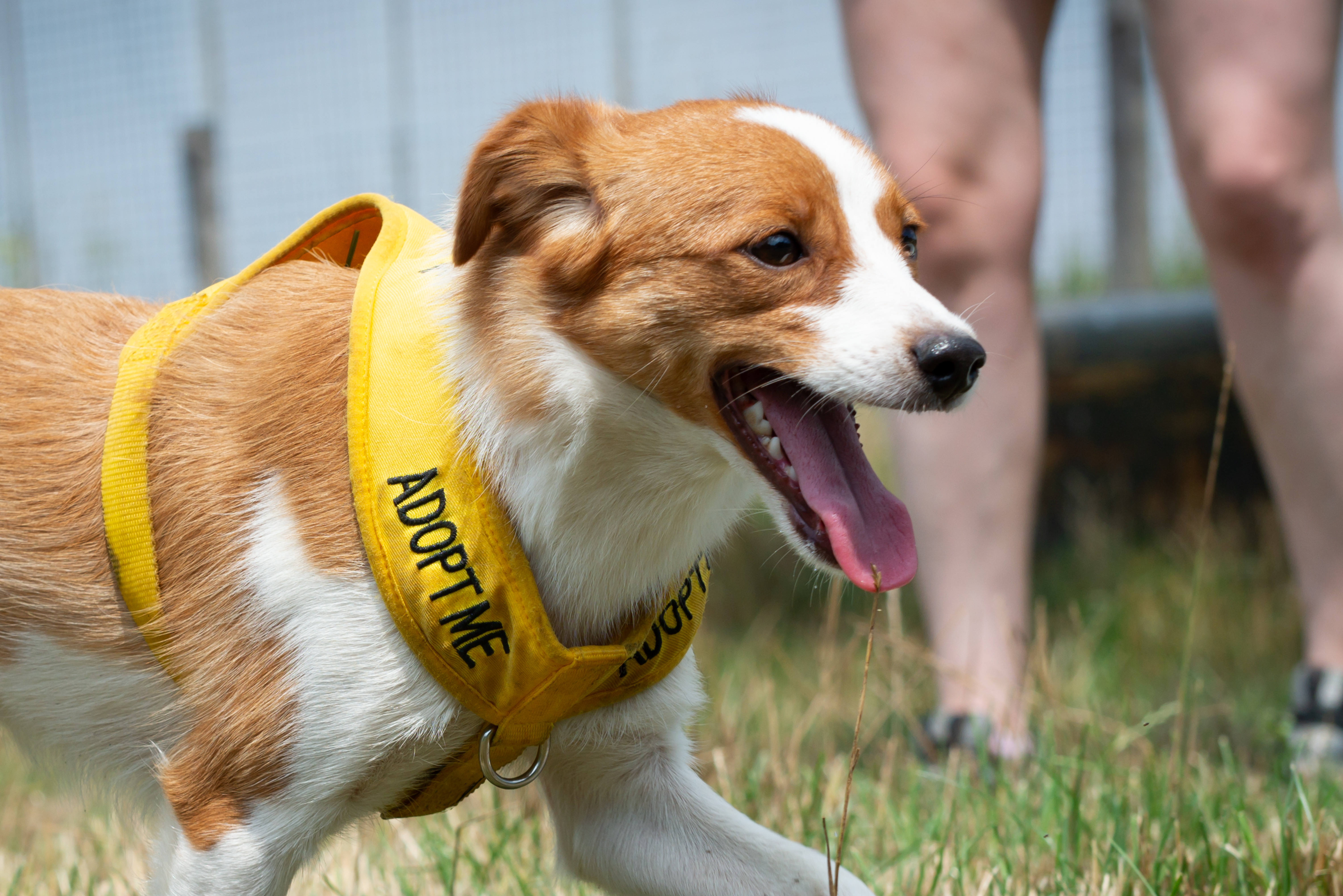 Thinking About Adopting a Dog? Do Your Homework First!